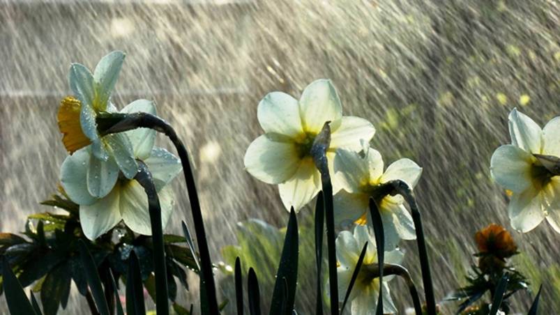 flower_and_rain.jpg
