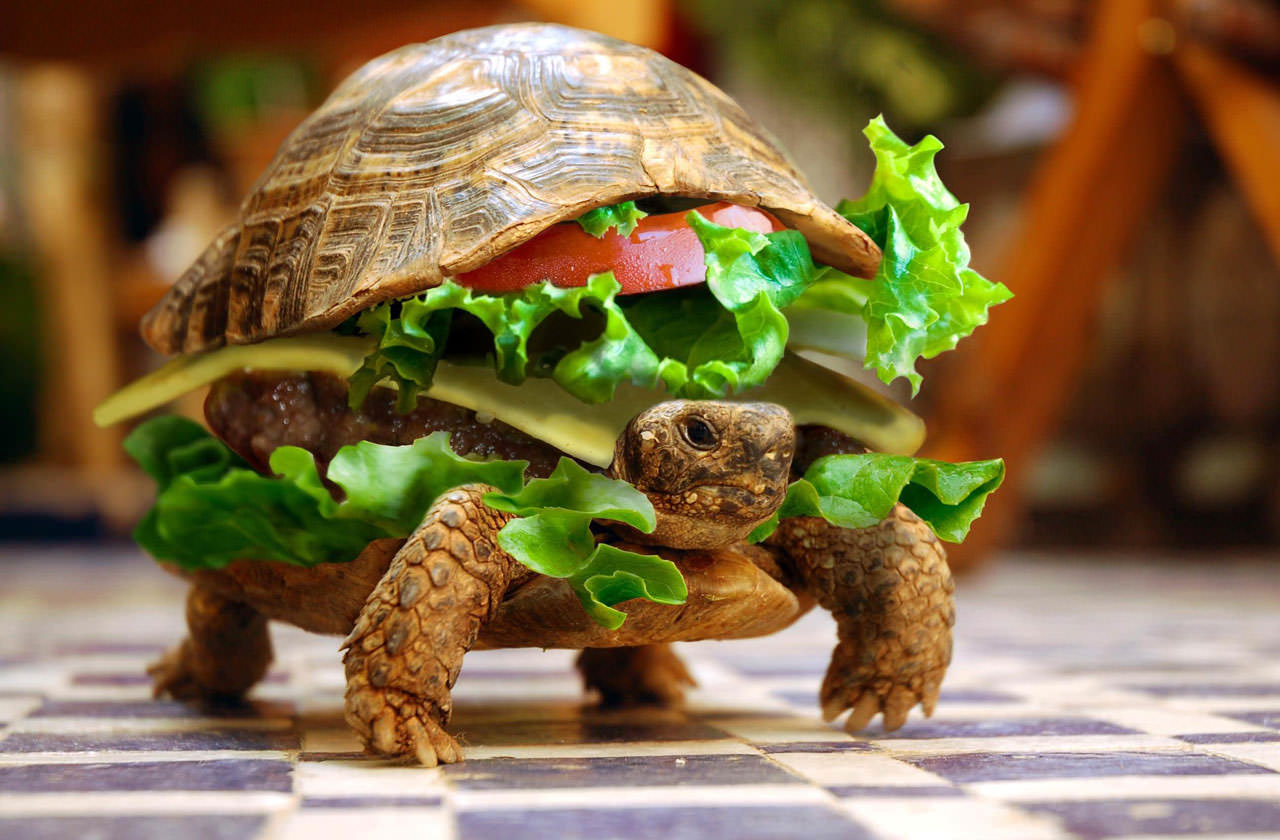 Turtle burger